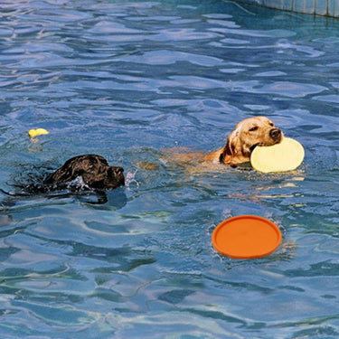 Dog Heaven™ Flying Disc